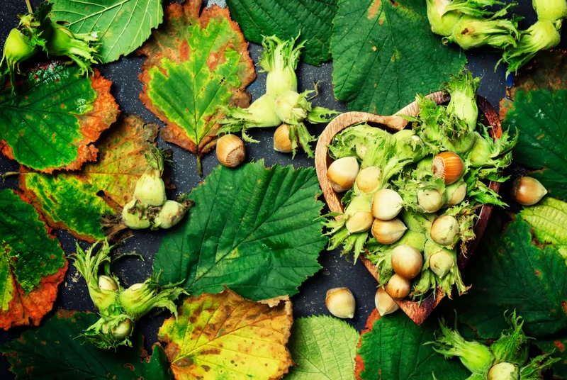 თხილის და ნიგვზის მოსავლის აღება: Facma-ს აპარატების ეფექტურობა